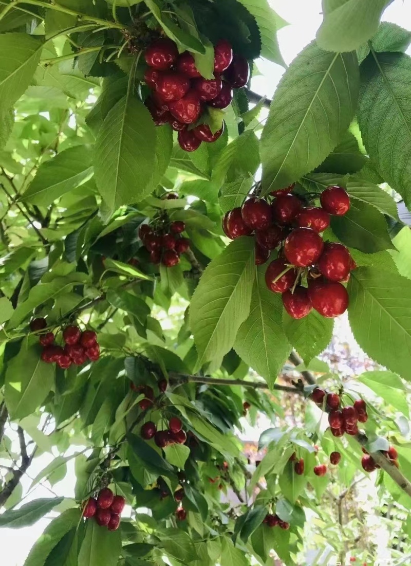 【实力热卖】露天早大果樱桃山东大樱桃质量很好，口感很好