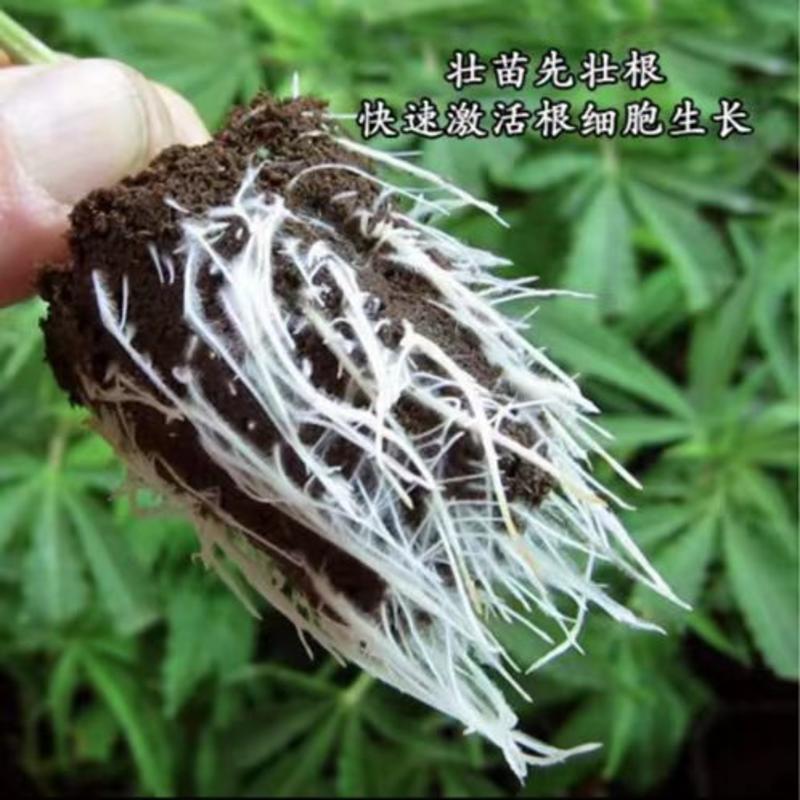 根三尺生根保根专用正品快速强力生根杀菌预防死棵提高免疫农