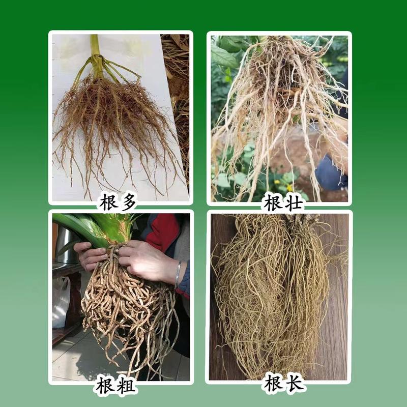 根三尺生根保根专用正品快速强力生根杀菌预防死棵提高免疫农