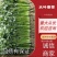 【大叶香菜】基地直供精品泡沫箱香菜打捆香菜对接市场
