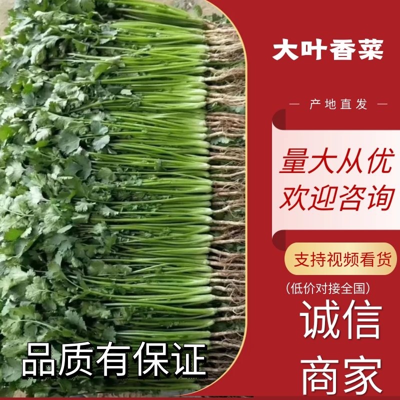 【大叶香菜】基地直供精品泡沫箱香菜打捆香菜对接市场