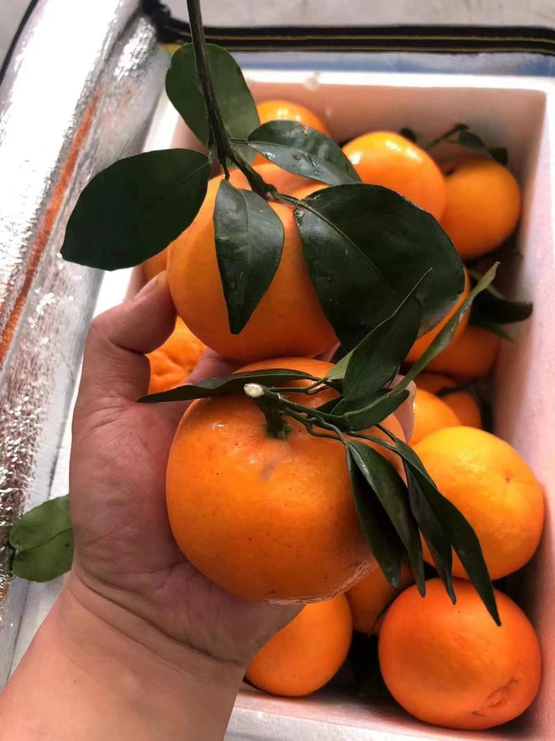 沃柑云南普洱沃柑精品沃柑云南柑桔规格齐全运输便