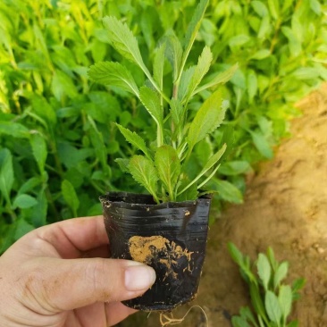 青州柳叶马鞭草基地