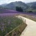 青州柳叶马鞭草基地