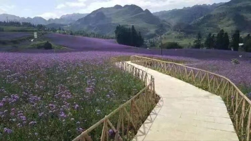 青州柳叶马鞭草基地