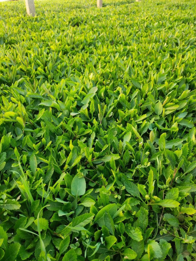 青州柳叶马鞭草基地