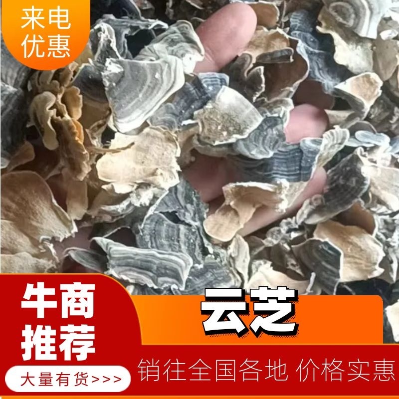 野生优质云芝，货量大货源稳定，欢迎全国老板采购