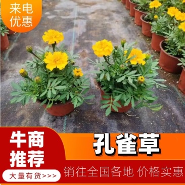 孔雀草花期长易成活自产自销一手货源大量供应