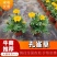 孔雀草花期长易成活自产自销一手货源大量供应