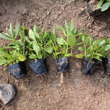 马鞭草
