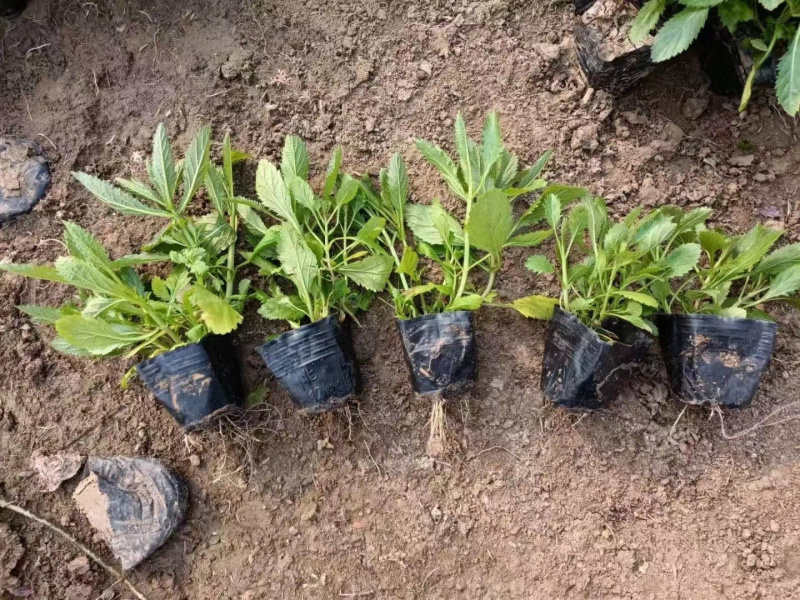 马鞭草