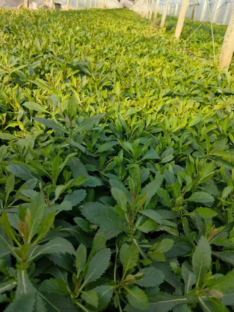 马鞭草