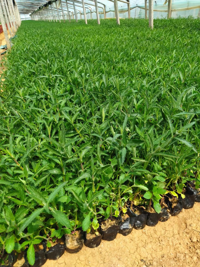 马鞭草