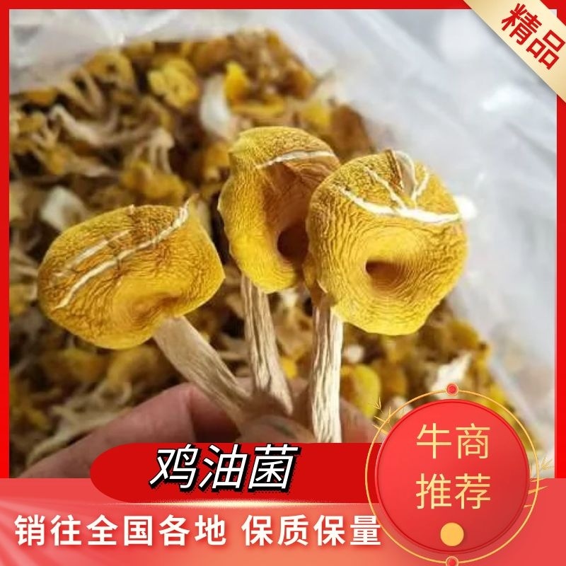 【热卖】鸡油菌精品烘干多叶货多种规格，基地直供无中间商