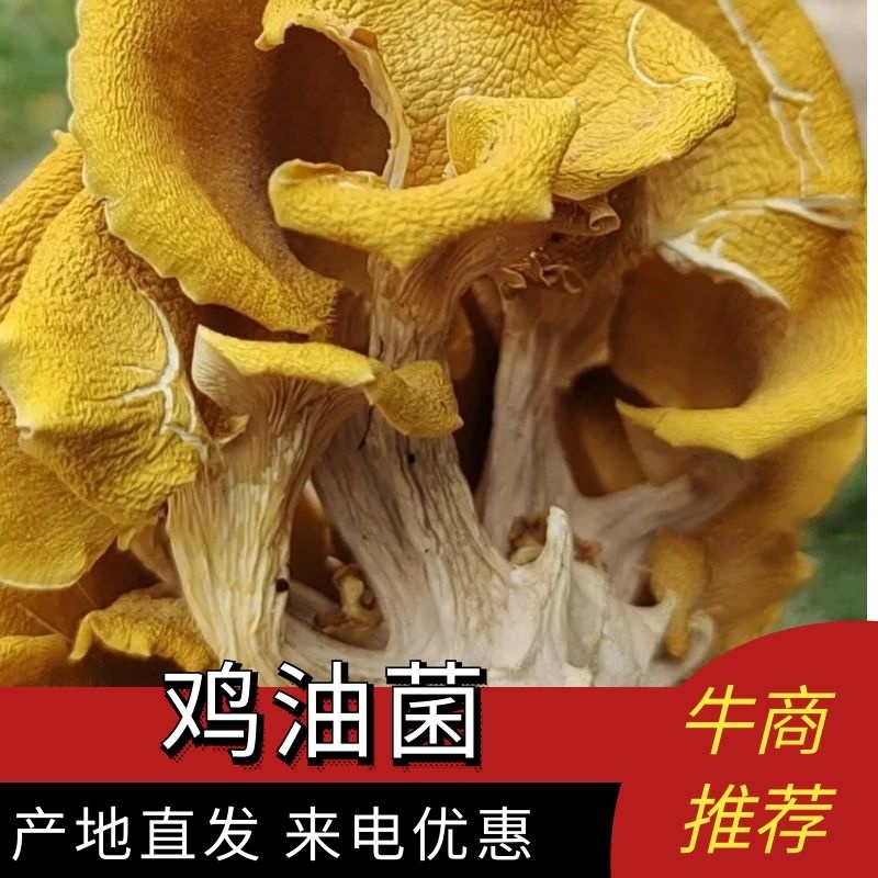 【好货】软脚鸡油菌黄金菇烘干手撕单叶货，基地直供无中间商