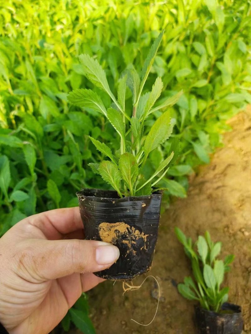 柳叶马鞭草