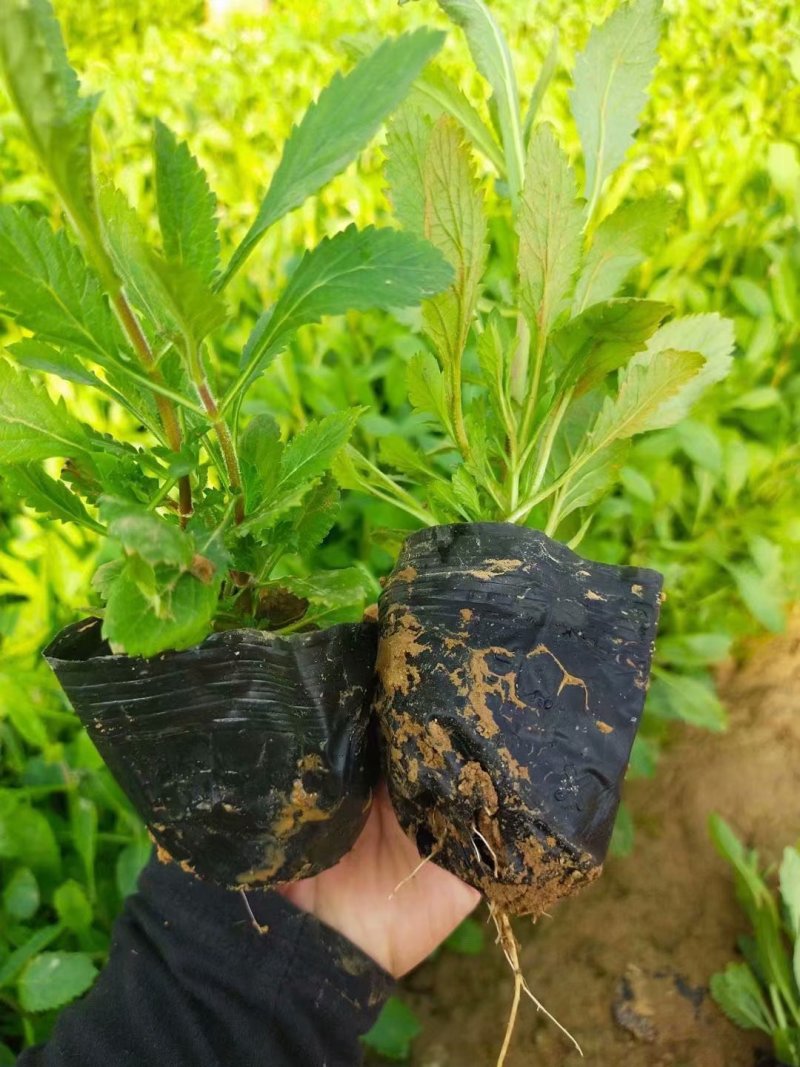 柳叶马鞭草
