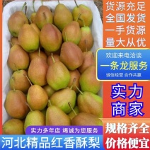 【推荐】河北玉露香货源充足品质保证代发全国