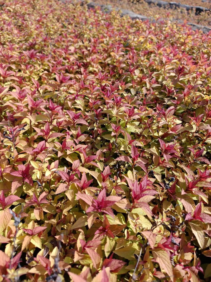 金焰绣线菊批发