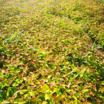 金焰绣线菊基地