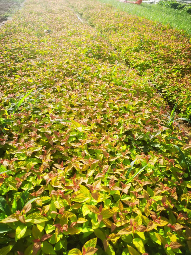 金焰绣线菊基地
