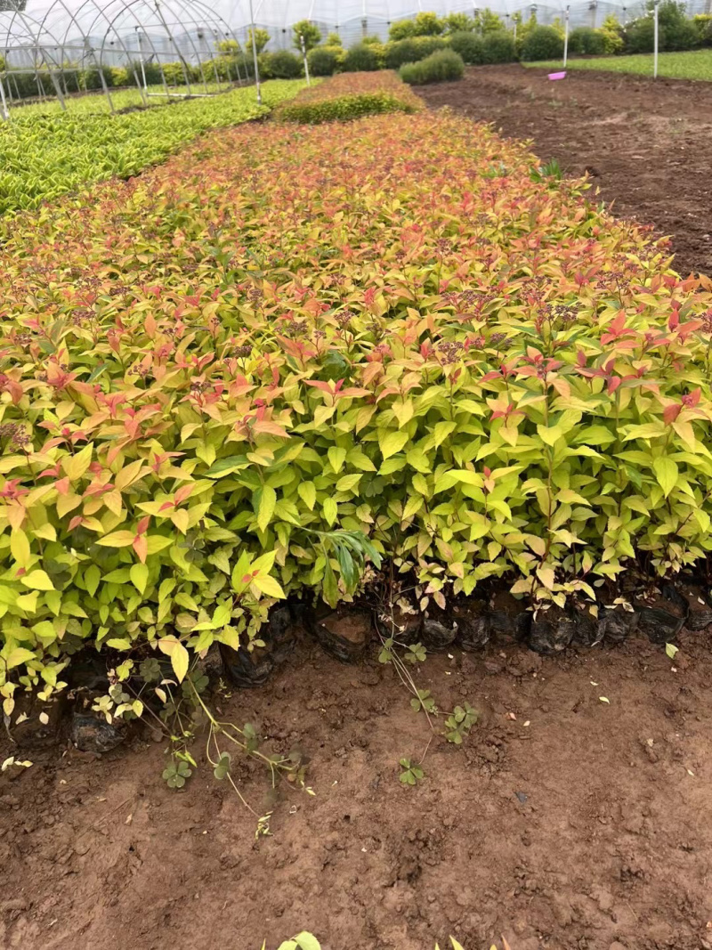 金焰绣线菊基地