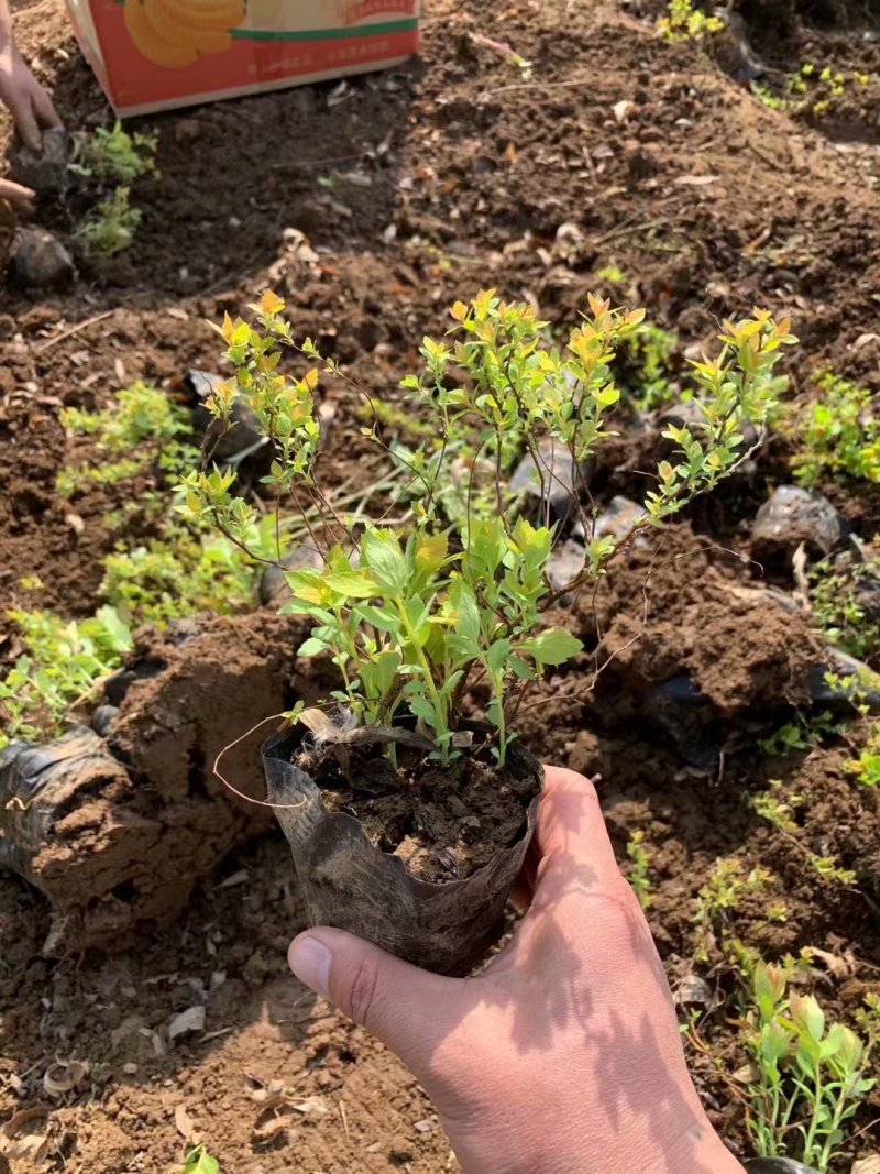 金焰绣线菊基地