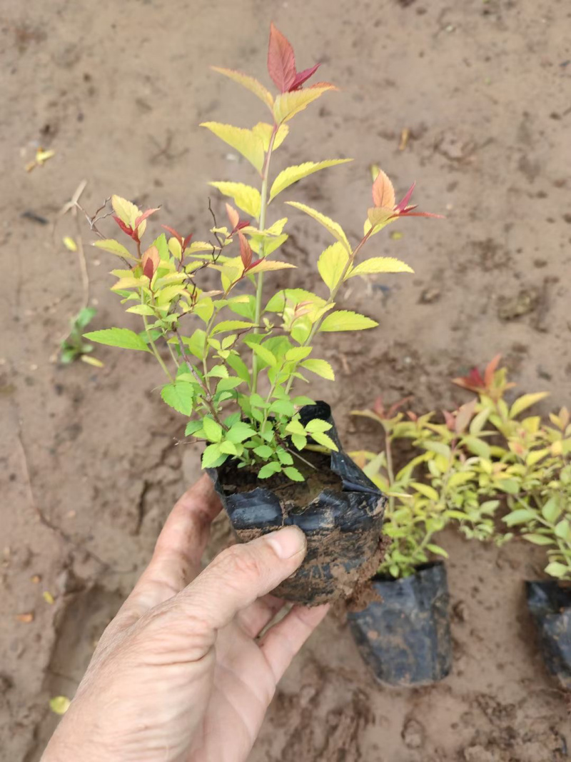 金焰绣线菊基地