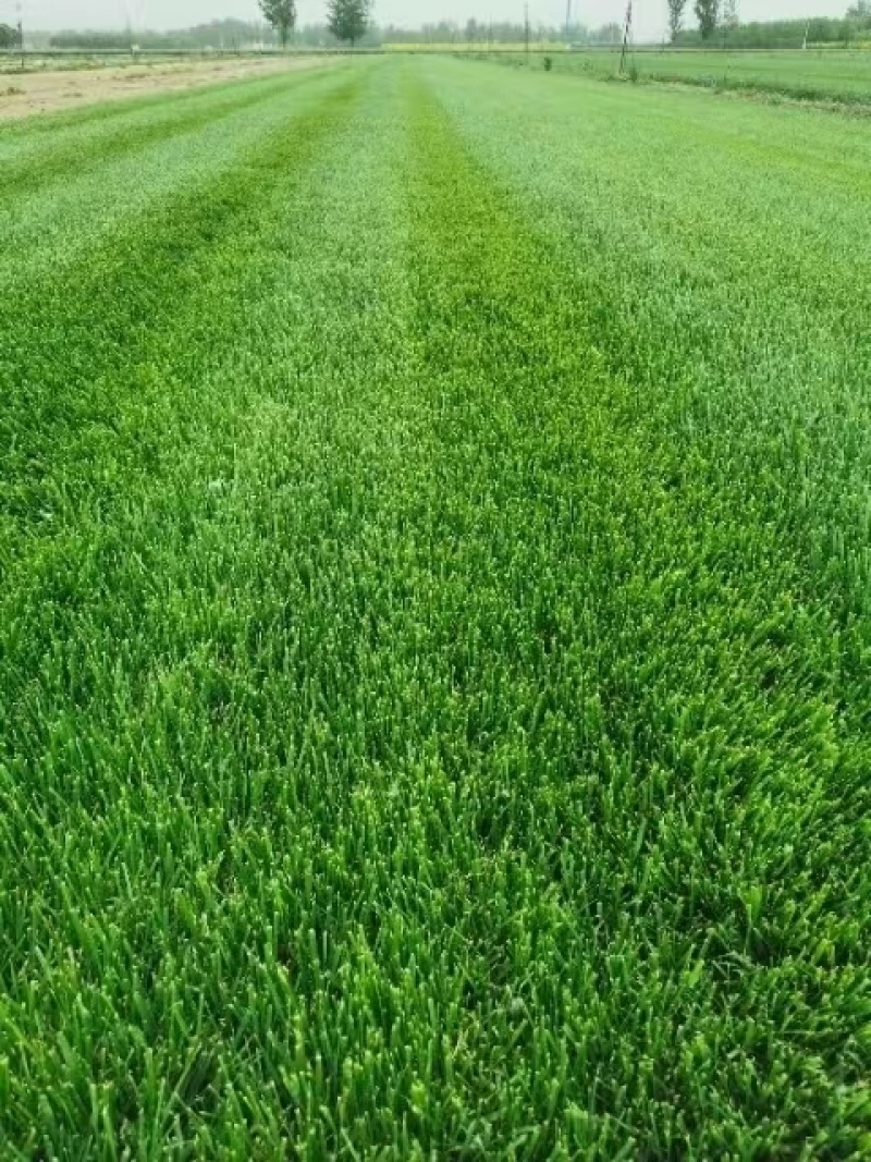 冷季型草坪四季青早熟禾高羊茅剪股颖果岭草