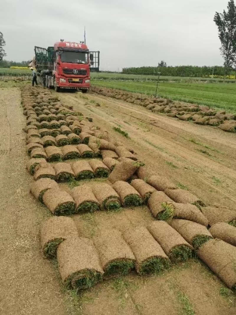 冷季型草坪四季青早熟禾高羊茅剪股颖果岭草