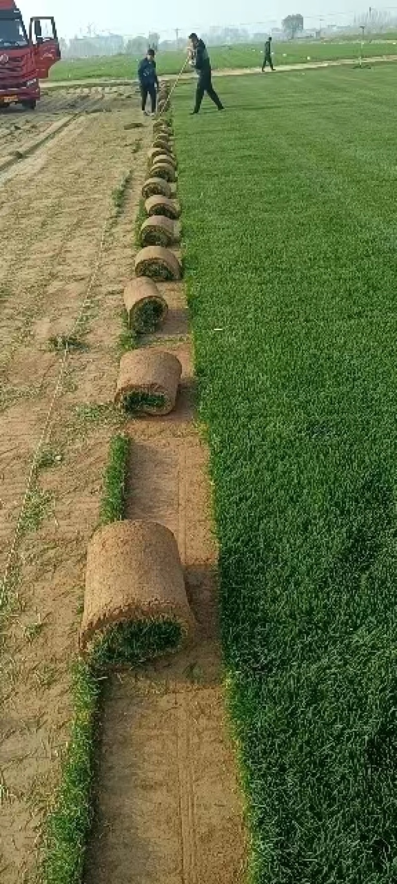 冷季型草坪四季青早熟禾高羊茅剪股颖果岭草