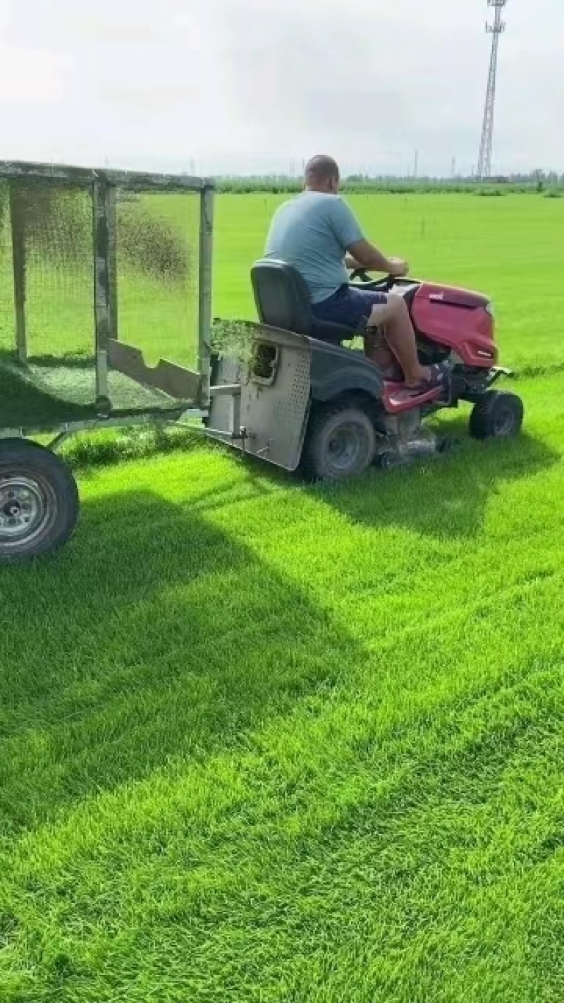 冷季型草坪四季青早熟禾高羊茅剪股颖果岭草