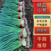 【牛商推荐】精品小葱香葱可视频看货保质保量基地直发