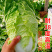 抗热50天夏阳白菜种子进口抗热白菜种子抗热2号早熟耐高温