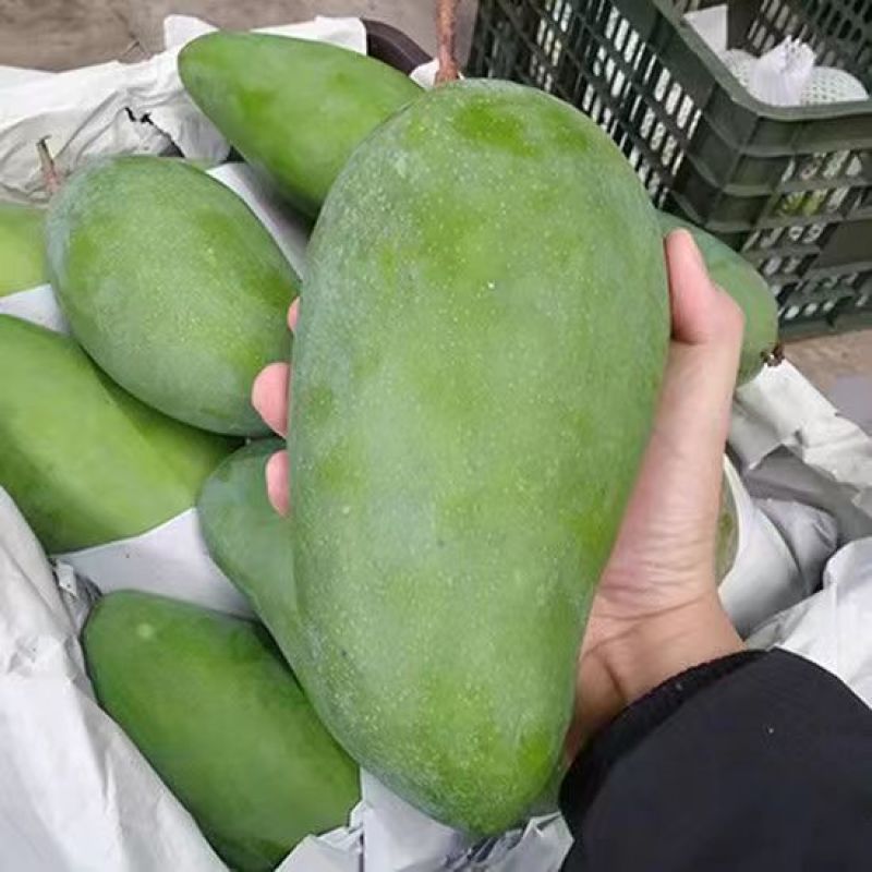 云南新鲜大青芒青芒果金煌芒个大核薄外绿内黄一级果