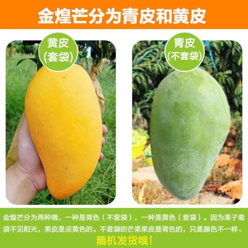 云南新鲜大青芒青芒果金煌芒个大核薄外绿内黄一级果