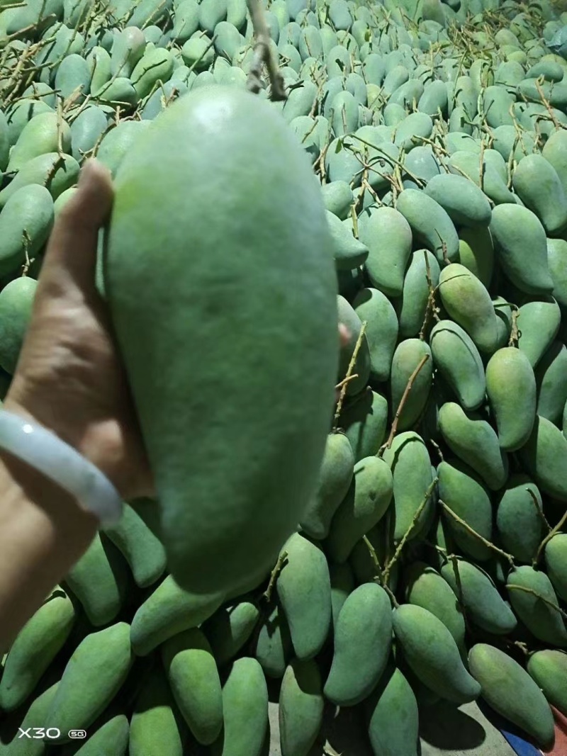 云南新鲜大青芒青芒果金煌芒个大核薄外绿内黄一级果
