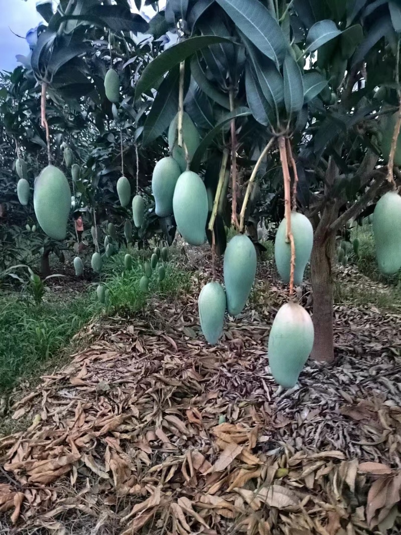 云南新鲜大青芒青芒果金煌芒个大核薄外绿内黄一级果