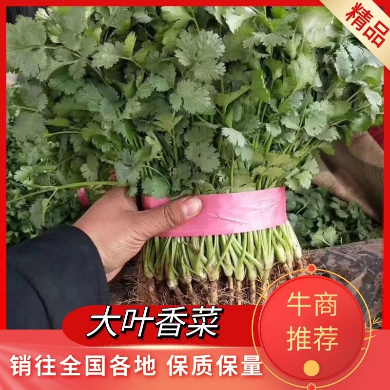香河产地常年供应精品大叶香菜质量好价格实惠诚信服务