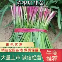 香河头茬紫根韭菜产地现货直发量大从优欢迎致电洽谈