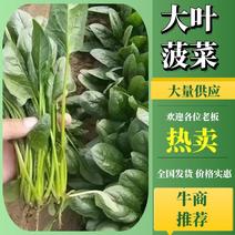 【优选】香河大叶菠菜货源稳定常年有货质优价廉