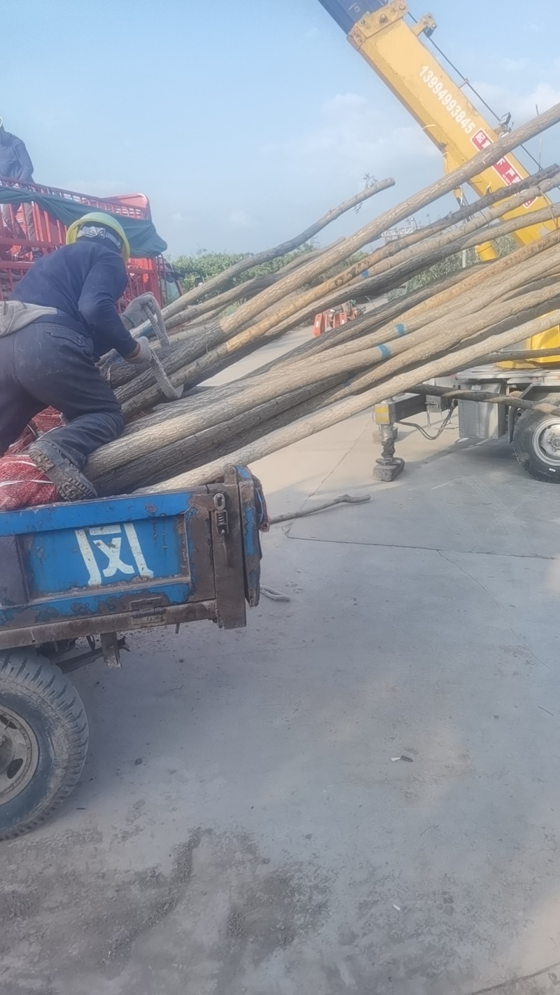 国槐精品国槐基地一手货源规格多样欢迎电联下单