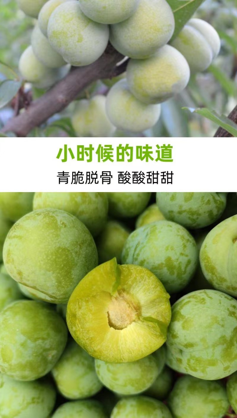 贵州青脆脱骨李，酸酸甜甜，开胃爽口，一件代发，包邮