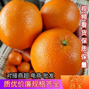 夏橙大量上市果农一手货源汁多味甜对接电商商超社区团购为主