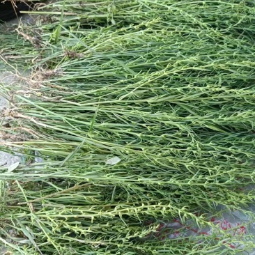 百蕊草河南信阳基地直发量大从优欢迎电联下单