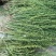 百蕊草河南信阳基地直发量大从优欢迎电联下单