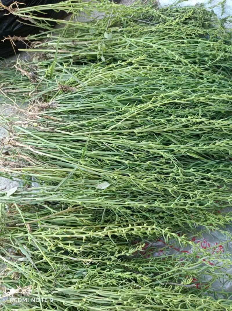 百蕊草河南信阳基地直发量大从优欢迎电联下单