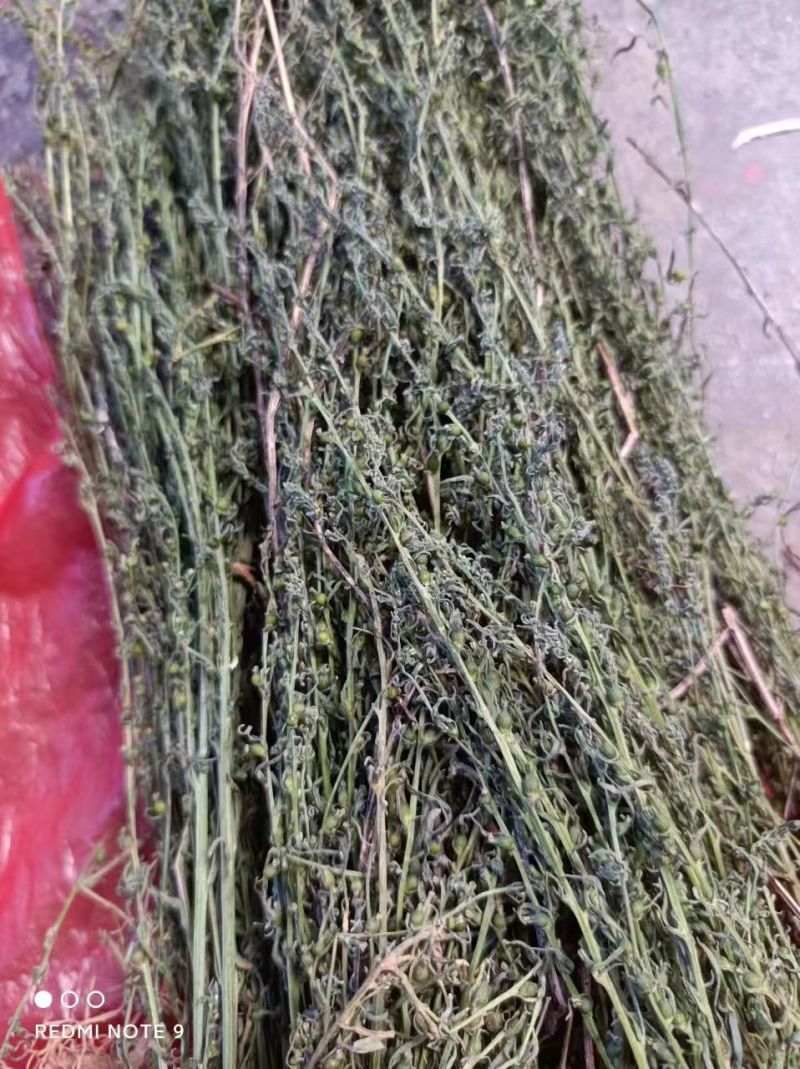 百蕊草河南信阳基地直发量大从优欢迎电联下单