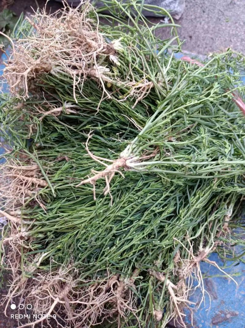 百蕊草河南信阳基地直发量大从优欢迎电联下单