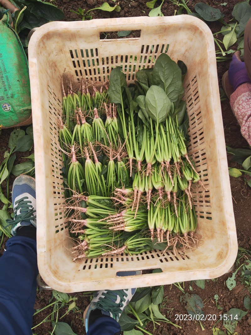 云南菠菜，精品大叶菠菜大量上市产地直发量大从优